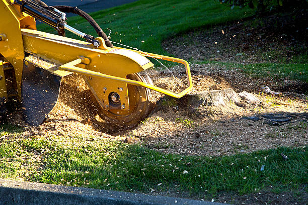 Best Storm Damage Tree Cleanup  in Union, OH